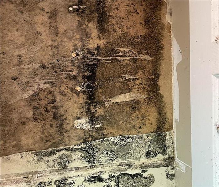 Black mold growth on wall.