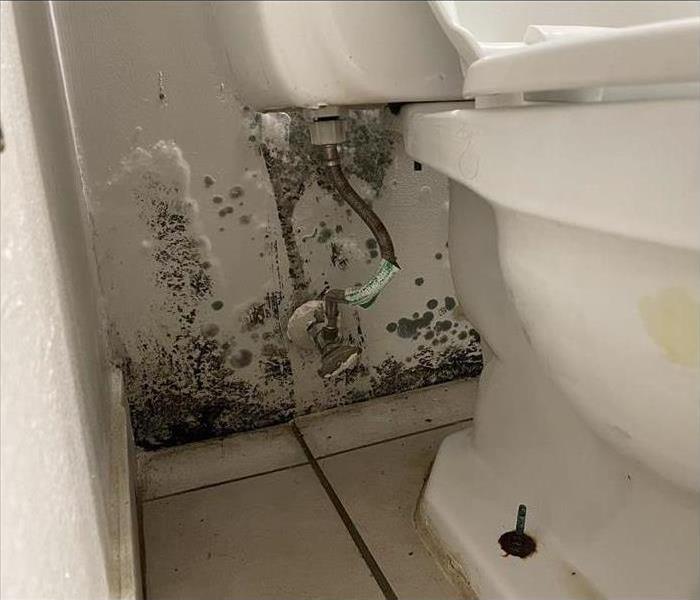Mold growth on bathroom wall behind toilet