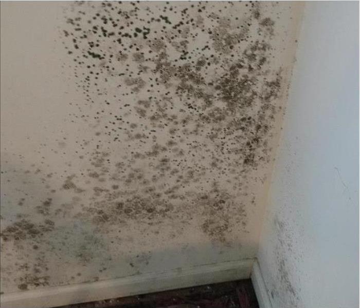 White wall covered with mold infestation